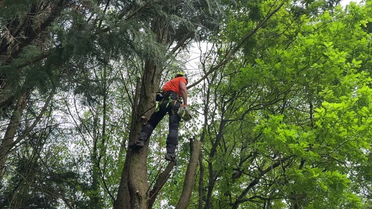 Chattahoochee, FL Tree Services Company