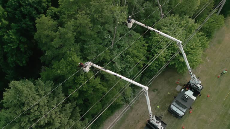 How Our Tree Care Process Works  in Chattahoochee, FL