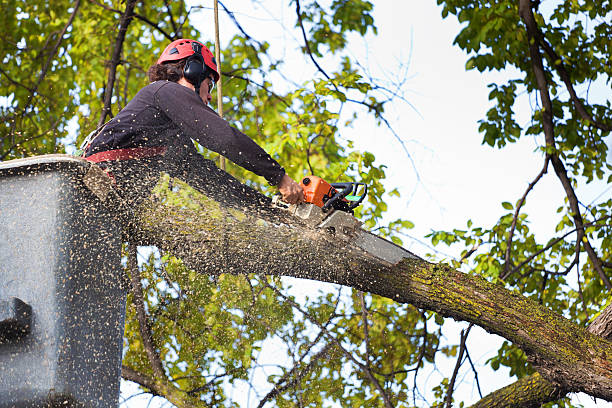 Best Seasonal Cleanup (Spring/Fall)  in Chattahoochee, FL